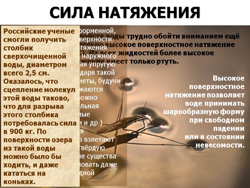 СИЛА НАТЯЖЕНИЯ  Среди необычных свойств воды трудно обойти вниманием ещё одно — её